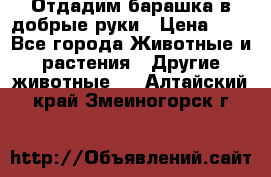 Отдадим барашка в добрые руки › Цена ­ 1 - Все города Животные и растения » Другие животные   . Алтайский край,Змеиногорск г.